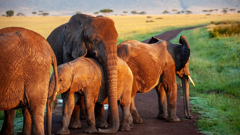 Safari in Serengeti National Park, Tanzania